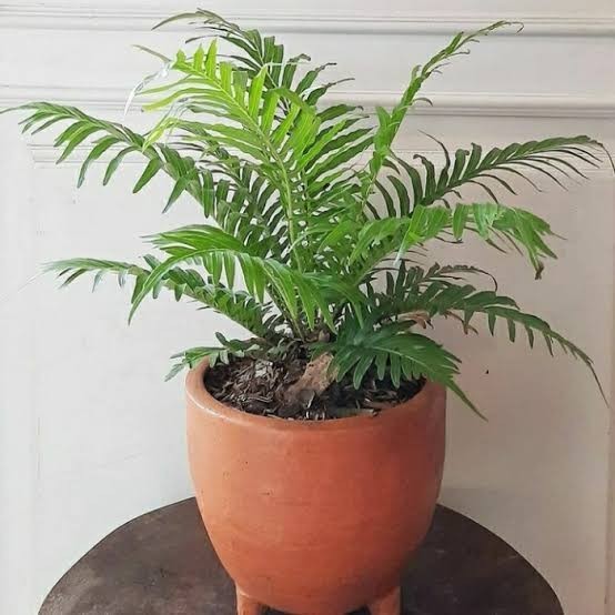 Tanaman Hias Pakis Cibung - Pohon Pakis Jibung / Tanaman Indoor Pakis