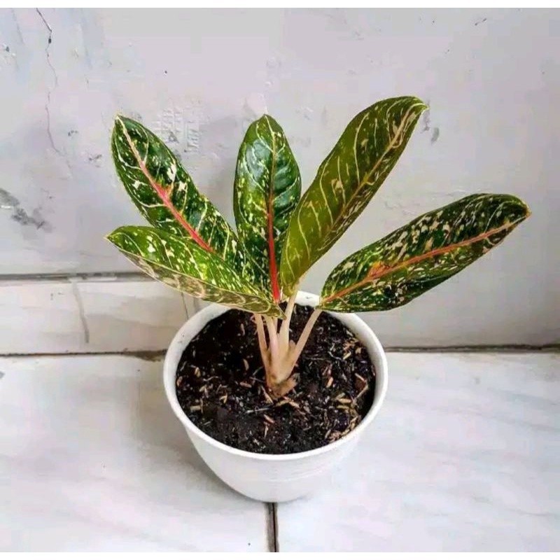 Bunga Aglonema Donakarmen Segar Rimbun Murah Aglo Donacarmen