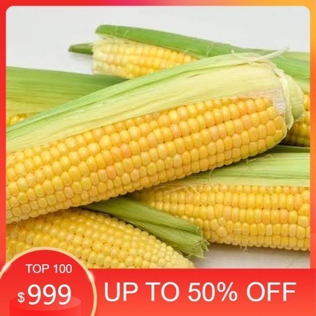 

LBJ Jagung Manis Super Fresh bulir padat ukuran besar 1pcs