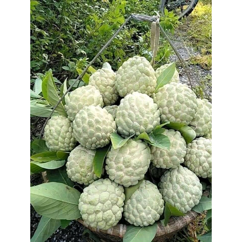 BIBIT TANAMAN BUAH SRIKAYA MADU OKULASI CEPAT BERBUAH