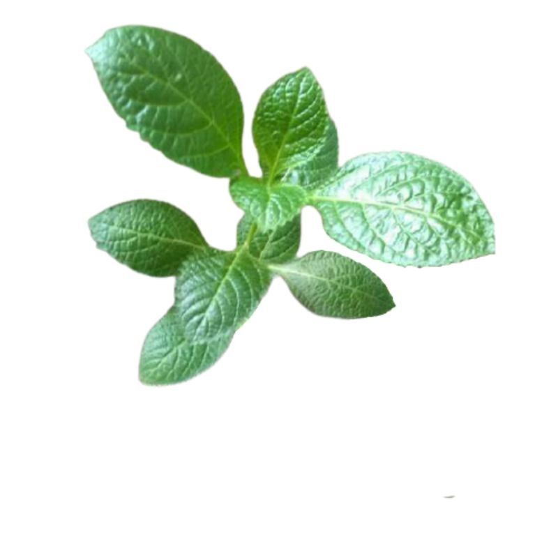 

Termurah Daun pecut kuda segar 1kg daun jarong organik siap petik