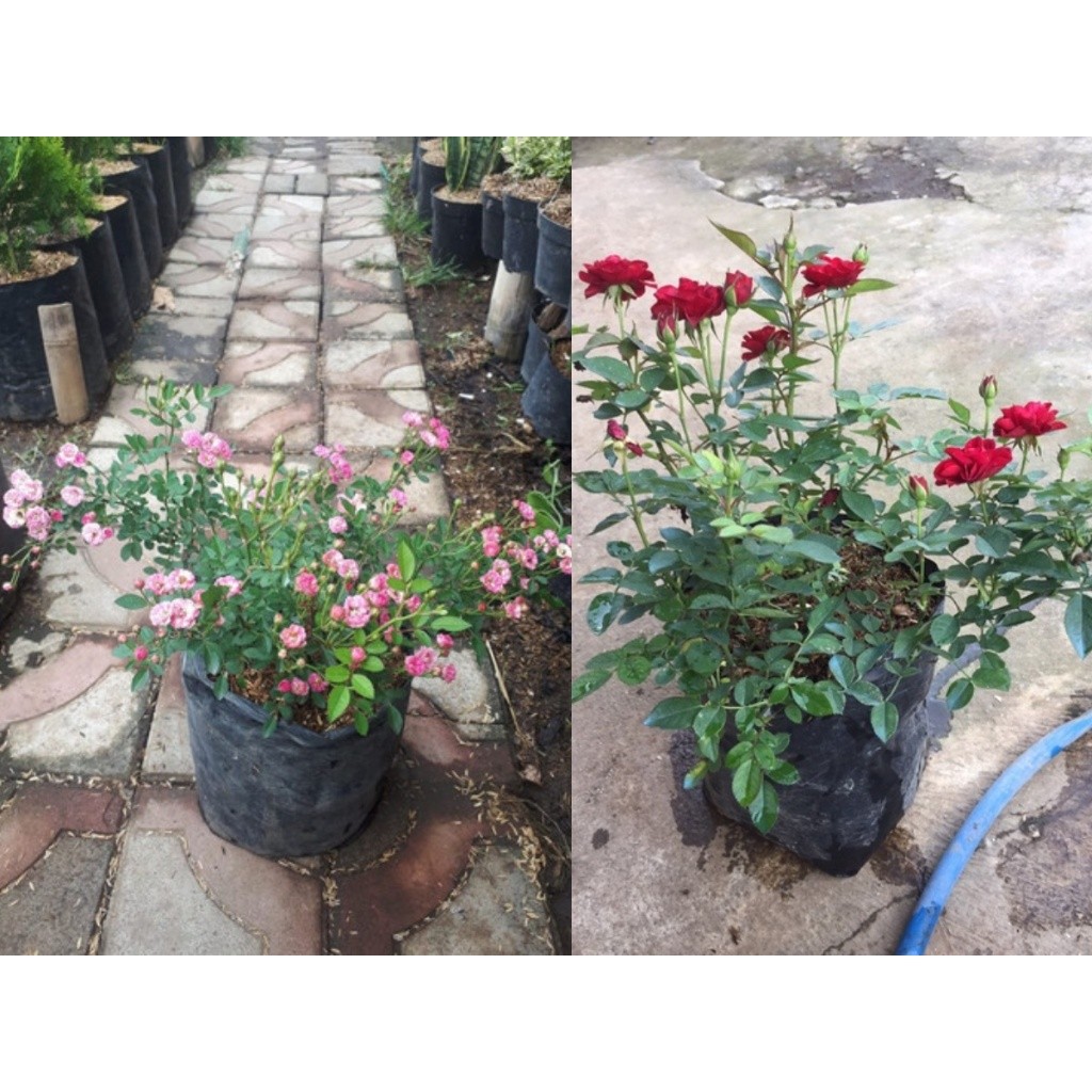 Mawar Mini Babyrose - Tanaman Hias Hidup Mawar Baby ( Sudah Berbunga )
