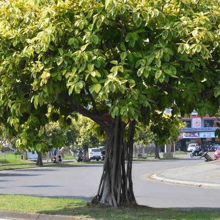 Pohon Beringin Karet Kuning // Pohon Pelindung