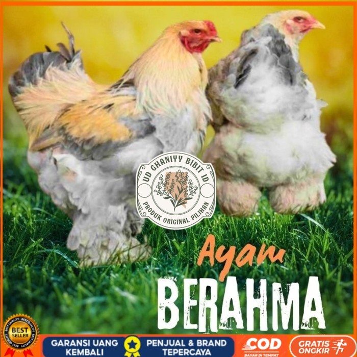 

telur ayam hias Berahma untuk di tetaskan original berkualitas UD GHANIYY BIBIT ID
