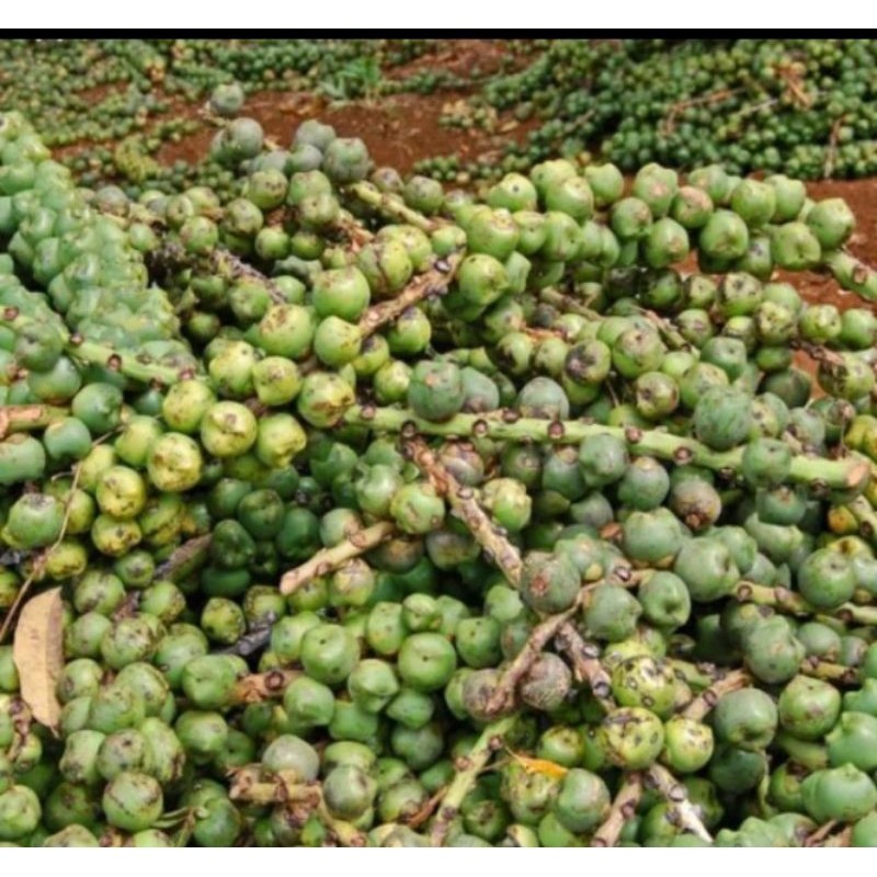 

Jual Buah kolang Kaling muda atau buah aren mentah