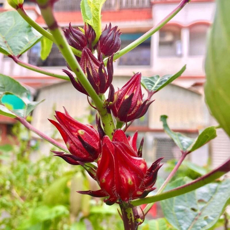 Tanaman Bunga Rosela - Tanaman Bibit Herbal Bunga Rosella - Bibit Rosela Berbunga - Bibit Rosella Be
