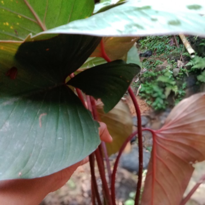 

Ready stok New tanaman hias keladi/ cariang merah