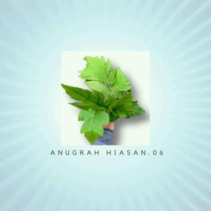 

Pakis Doryopteris Hutan Asli(Fresh)