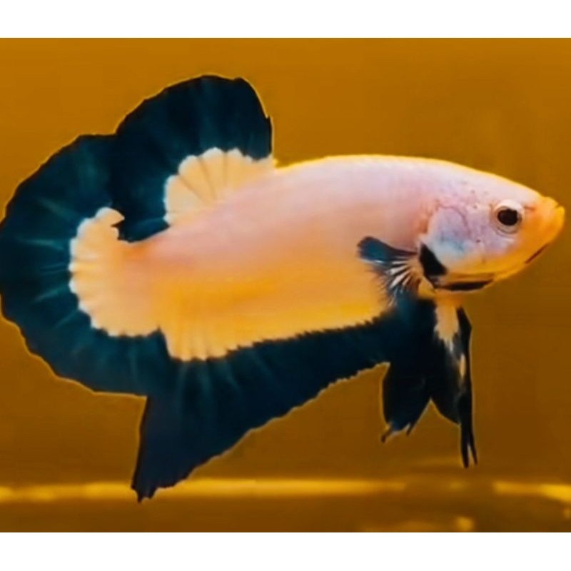 HIASAN AQUARIUM SEPASANG CUPANG BLUERIM