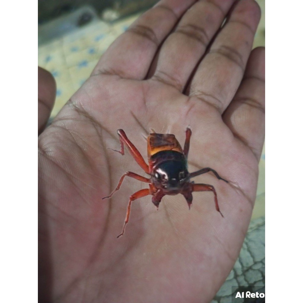 jangkrik aduan super jangkrik aduan/jangkrik petarung