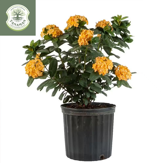 Tanaman hias asoka bunga kuning besar - ixora prince of yellow