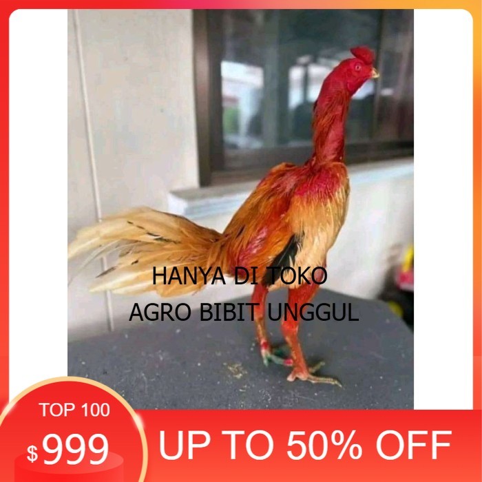 

3pcs TELUR FERTIL PLUCKER ORIGINAL original berkualitas agro.bibit.unggul