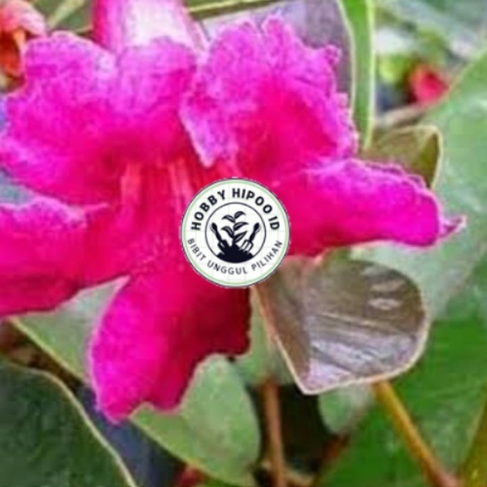 bibit bunga tabebuya pink okulasian. berbunga 1M Hobby Hipoo ID