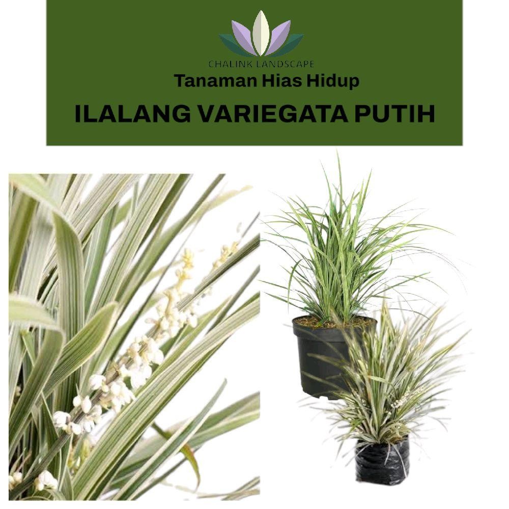 Tanaman Alang Alang Putih / ilalang varigata / Zaburan putih / Alang alamg / ilalang