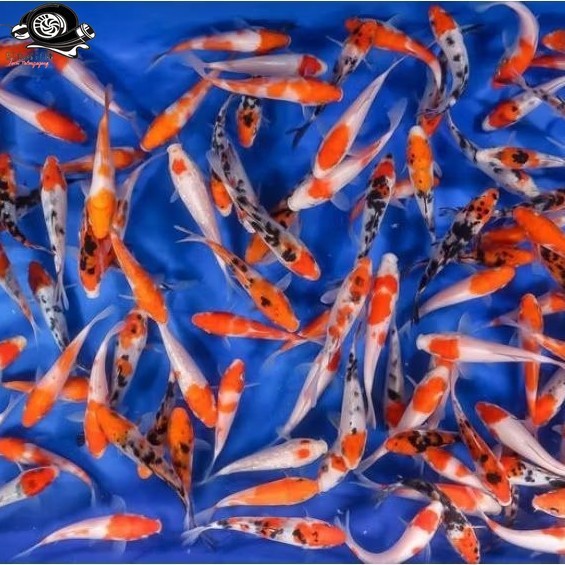 Bibit ikan koi blitar size 7-9 cm ISI 3