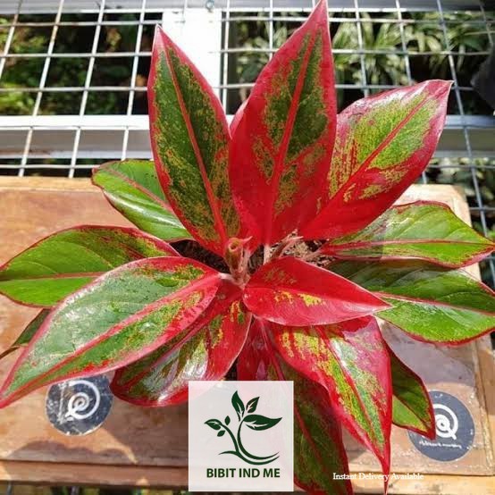 Bunga Lipstik Tanaman aglonema lipstik