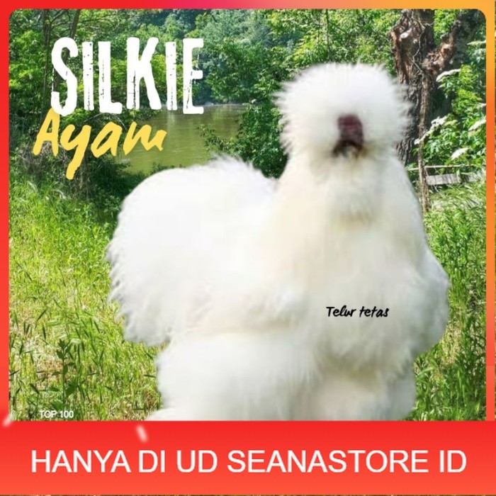 

telur ayam hias silkie original bisa untuk di tetaskan original berkualitas UD SEANASTORE ID