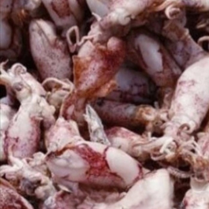 

Baby cumi asin fresh 500 gram