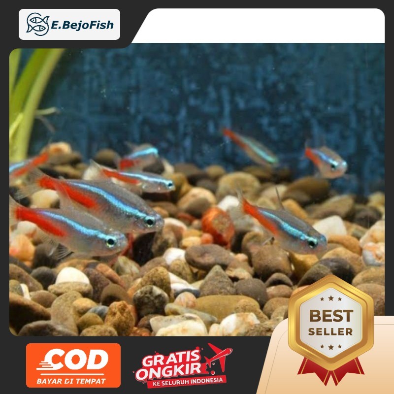 neon Tetra paket 50ekor,cocok untuk aquascape