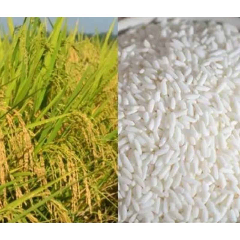 1 KG BENIH PADI KETAN PUTIH GRENDEL UNGGUL bibit benih padi putih pulen