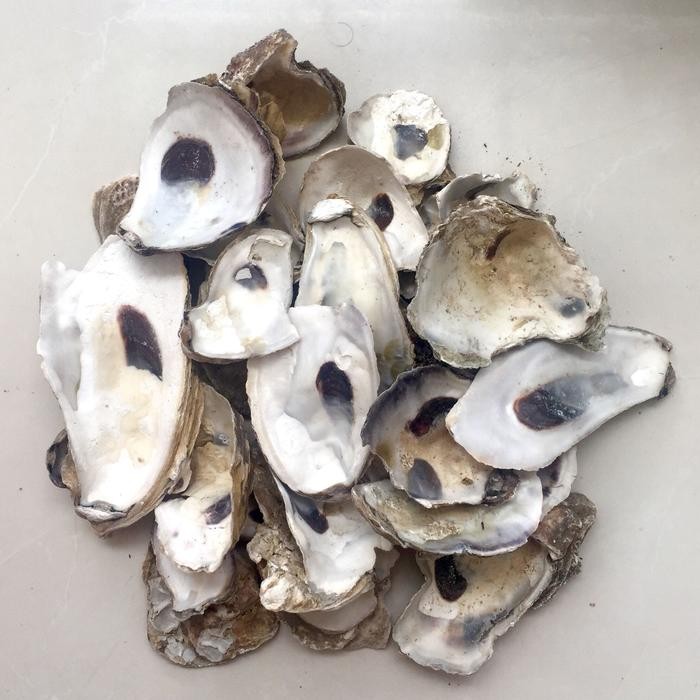 Kerang Oyster Cangkang Kulit Kerang Media Filter Air Alami Aquarium Kolam ikan