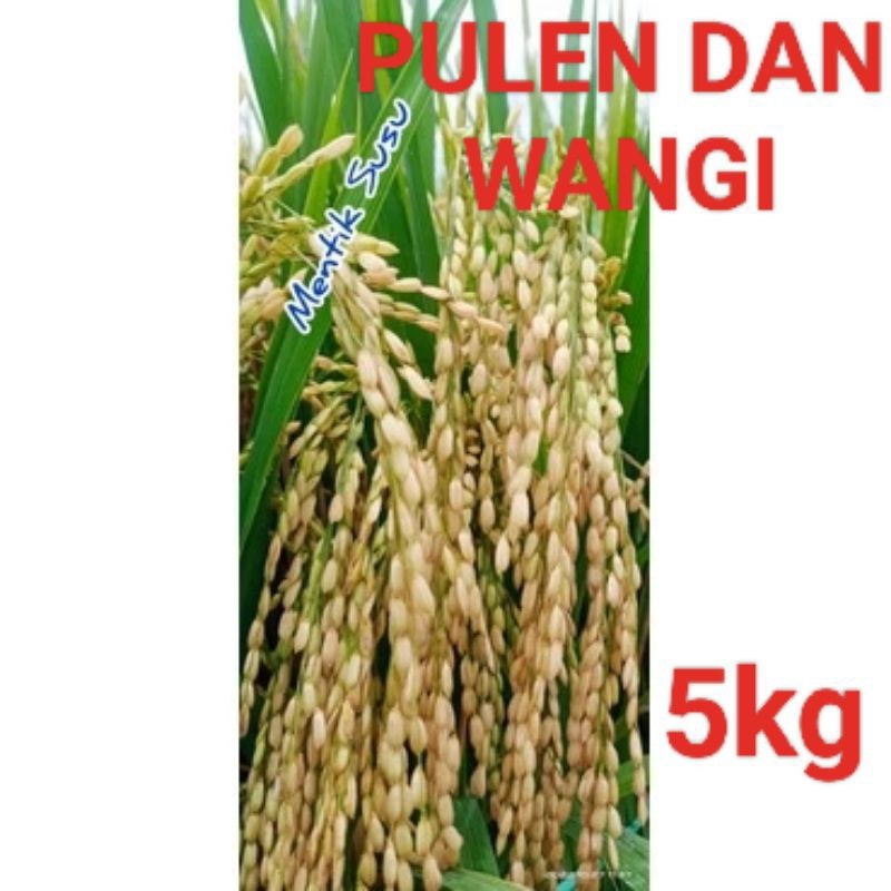 BENIH BIBIT PADI MENTIK SUSU terbaru kemasan 5 kg