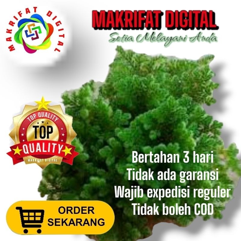 IMRON PRIBADI Paket 2 Kg AZOLLA Pakan Ikan Pakan Ternak Protein Nabati Alami by Makrifat Digital