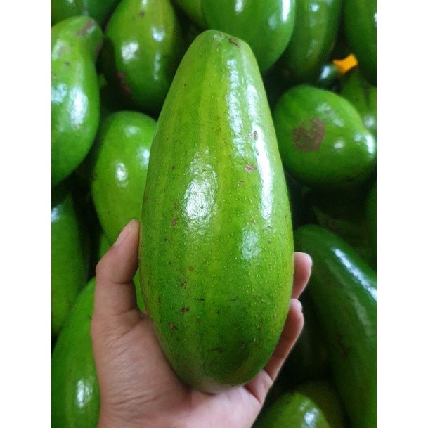 

Buah Alpukat Mentega Premium 1kg [KHUSUS INSTANT DAN SAMEDAY]