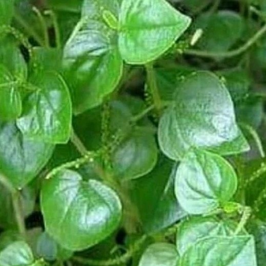 

DAUN SIRIH CINA KETUMPANG AIR SEGAR FRESH 100 GRAM