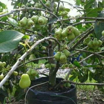 

MAKRIFATBUSINESS Bibit Jambu madu Deli hijau 80 cm