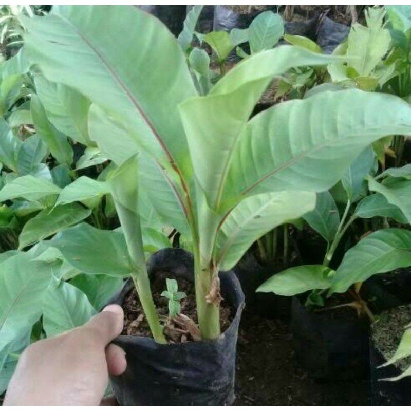 Tanaman hias pisang heliconia - pisang bali
