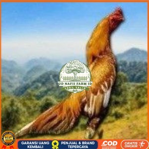 

Telur Shamo X BK clasik (telur fertil) UD NAFII FARM ID