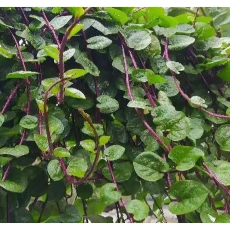 

50 lembar daun binahong merah press petik langsung