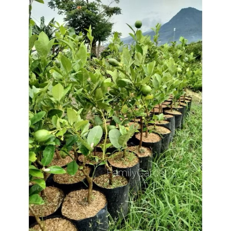 

BIBIT JERUK LEMON HARGA MURAHH PROMOO