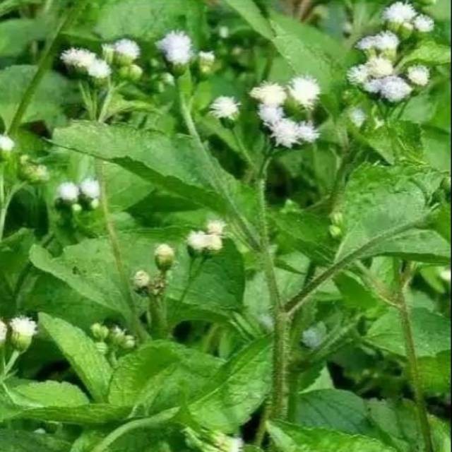 

200gr Daun Bandotan Segar Daun Babandotan Obat Kista Asam Urat Diabetes Alami