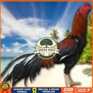 

telur ayam bangkok original untuk di tetaskan UD ANEKA BIBIT ID
