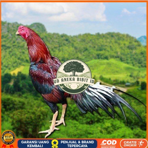 

TELUR AYAM EKOR LIDI KELABU (TERLARIS) UD ANEKA BIBIT ID