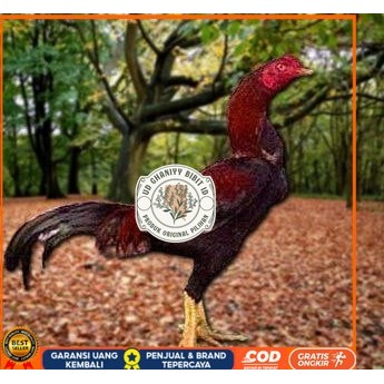

Telur Ayam Pakhoy Full Brakot Ori Siap Di Tetaskan Jaminan Super Oiginal Bergaransi UD GHANIYY BIBIT ID