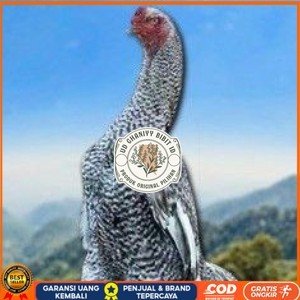 

telur tetas ayam shamo hias UD GHANIYY BIBIT ID