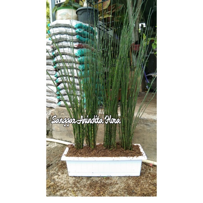 TANAMAN HIAS BAMBU AIR/TANAMAN POHON BAMBU AIR + POT PANJANG