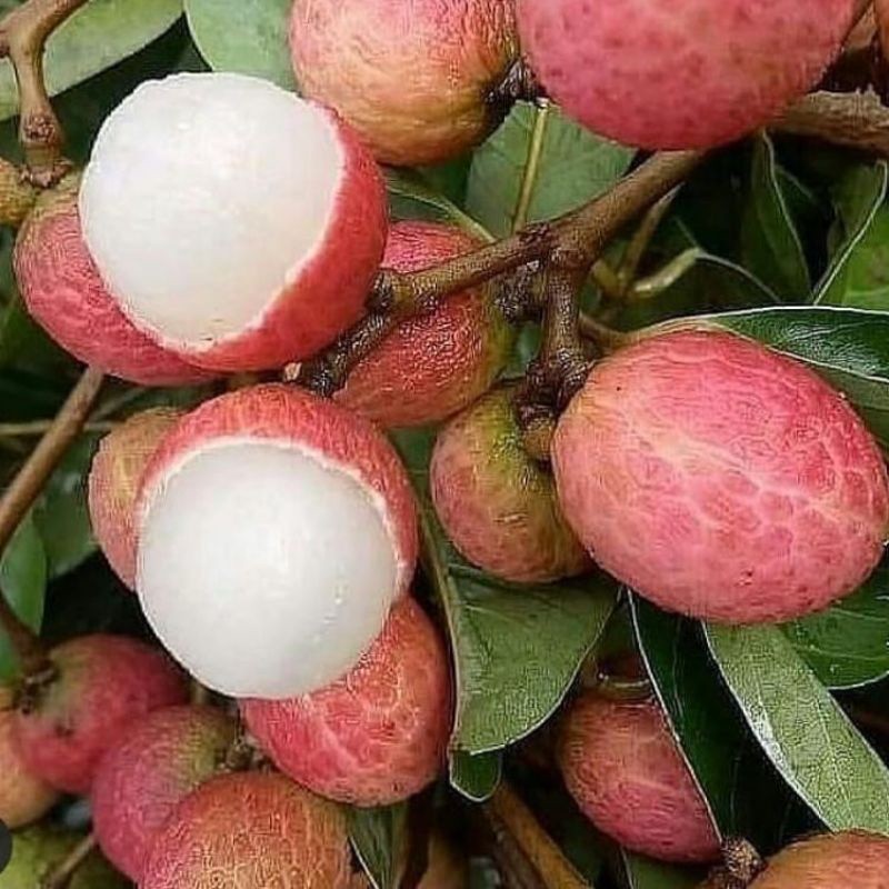 Bibit Buah Leci Merah Madu