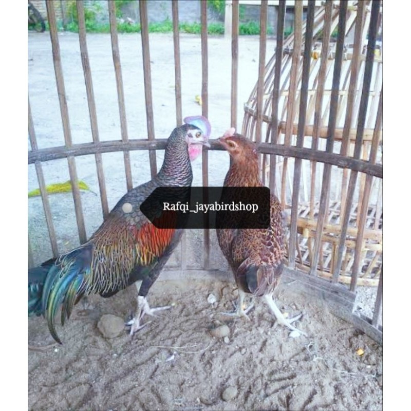 AYAM HUTAN JAWA SEPASANG DEWASA SIAP TERNAK ( JINAK )