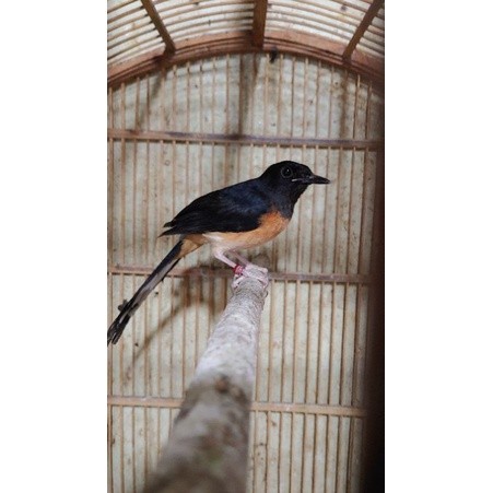 murai medan betina dewasa