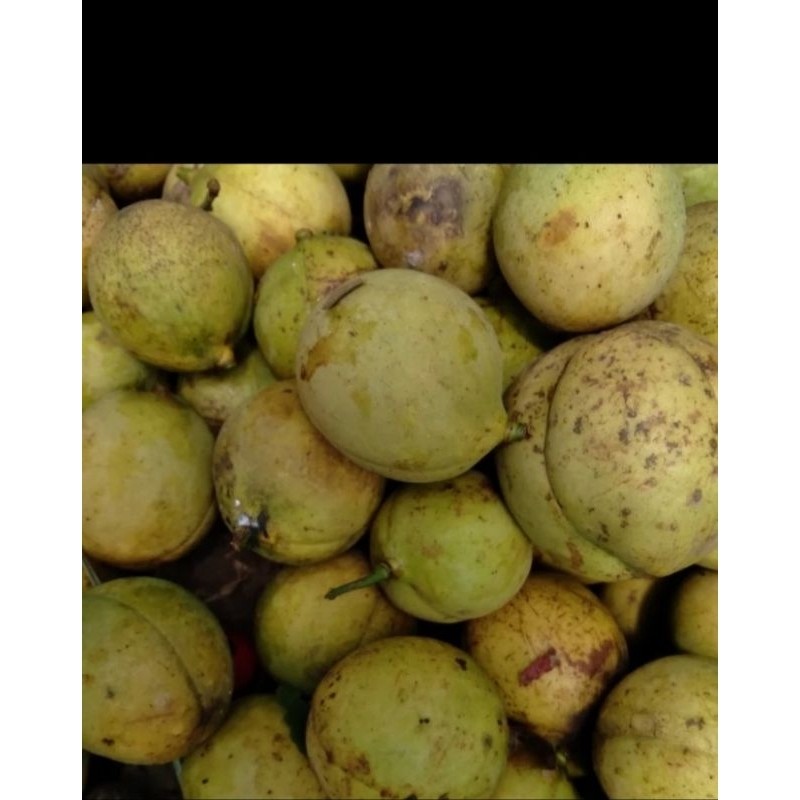 

PROMO COD BUAH PALA SEGAR BUAH PALA TUA 500 GRAM