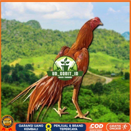 

telur Ayam Bangkok Clasik ekor lidi Fertil UD_GOBIT_ID