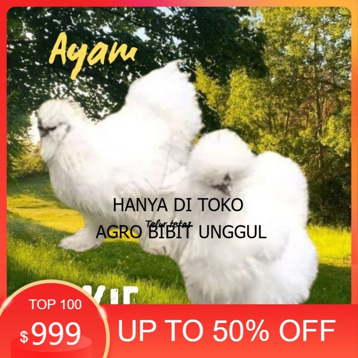 

telur ayam silkie original bisa untuk di tetaskan original berkualitas agro.bibit.unggul