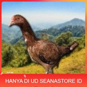 

telur tetas ayam shamo super tarung UD SEANASTORE ID