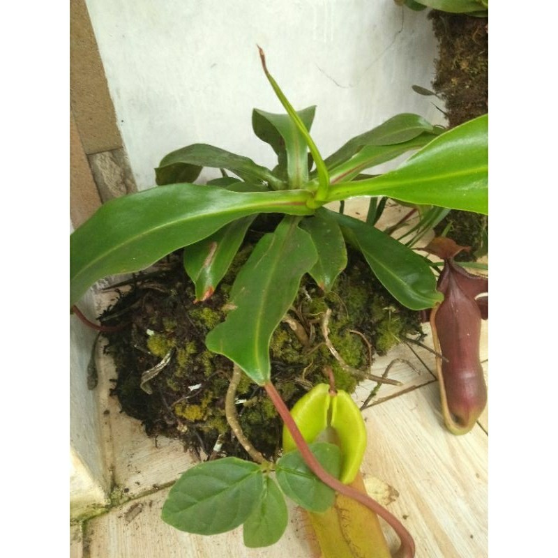 kantong semar asli kantong semar tanaman hias kantong semar .