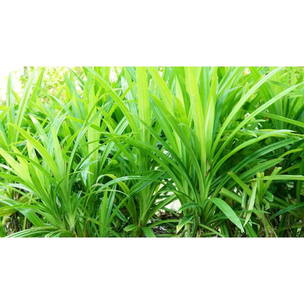 

DAUN PANDAN WANGI DAN SEGAR (1 LEMBAR)