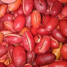 

Kulit Melinjo (Tangkil) Fresh 1 Kg Segar Berkualitas